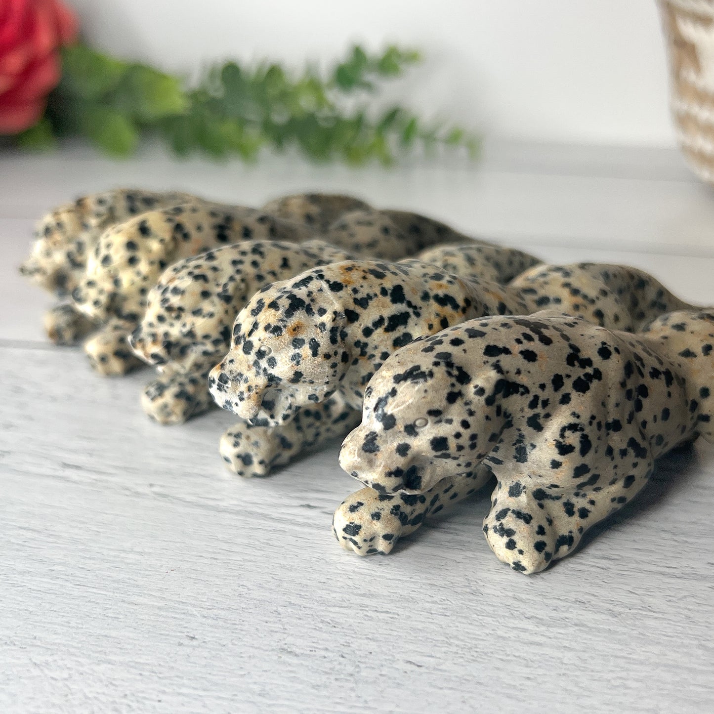 Dalmatian Jasper Leopard