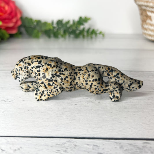 Dalmatian Jasper Leopard